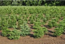 Photo of ШЫМКЕНТТІҢ ТҰҚЫМБАҒЫ 5,4 ГЕКТАРҒА ҰЛҒАЙТЫЛАДЫ
