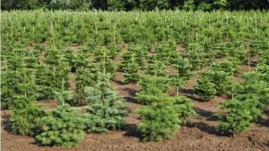 Photo of ШЫМКЕНТТІҢ ТҰҚЫМБАҒЫ 5,4 ГЕКТАРҒА ҰЛҒАЙТЫЛАДЫ