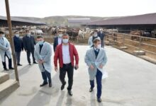 Photo of ШАРУА ҚОЖАЛЫҒЫ ЖЫЛЫНА 1000 БАС ЖЫЛҚЫ БОРДАҚЫЛАУДА