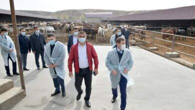 Photo of ШАРУА ҚОЖАЛЫҒЫ ЖЫЛЫНА 1000 БАС ЖЫЛҚЫ БОРДАҚЫЛАУДА