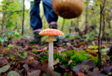 Photo of УЛЫ ӨСІМДІКТЕРМЕН ЖӘНЕ САҢЫРАУҚҰЛАҚТАРМЕН УЛАНҒАН КЕЗДЕГІ КӨМЕК-3