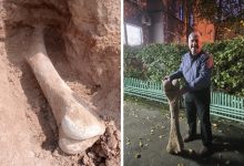 Photo of СОЛТҮСТІК ҚАЗАҚСТАНДА 15 МЫҢ ЖЫЛДЫҚ МАМОНТ СҮЙЕГІ ТАБЫЛДЫ