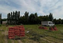 Photo of САЙРАМДА ӨНІМ ЖИНАУ ЖҰМЫСТАРЫ ҚЫЗУ ЖҮРУДЕ