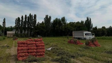 Photo of САЙРАМДА ӨНІМ ЖИНАУ ЖҰМЫСТАРЫ ҚЫЗУ ЖҮРУДЕ